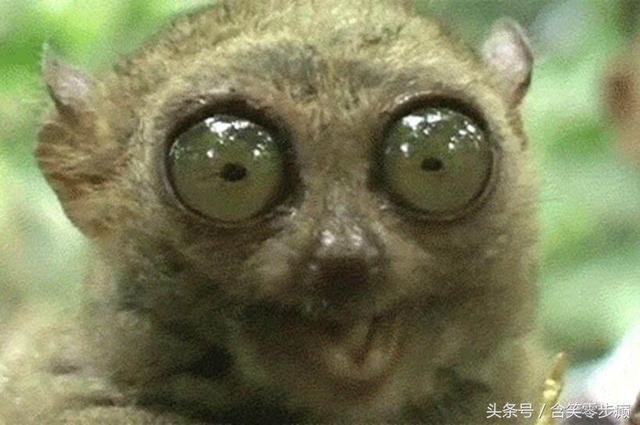 见人就笑猜一字，猜一字谜语（脑筋急转弯：痞子得满分）