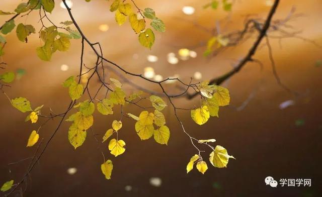 大智若愚是什么意思，大智若愚，并不委屈人（韬光养晦,大智若愚是什么意思）