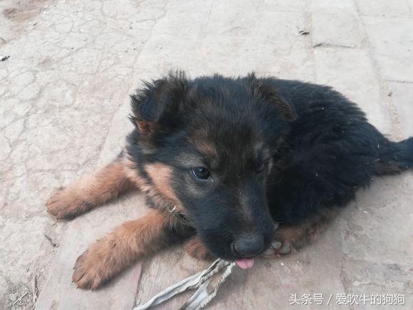 德牧犬多少钱一只幼犬，德牧犬多少钱一只幼犬托运宠物费用（1500才接回来四天的小德牧,有人说是锤系,大家帮我看看纯不纯）