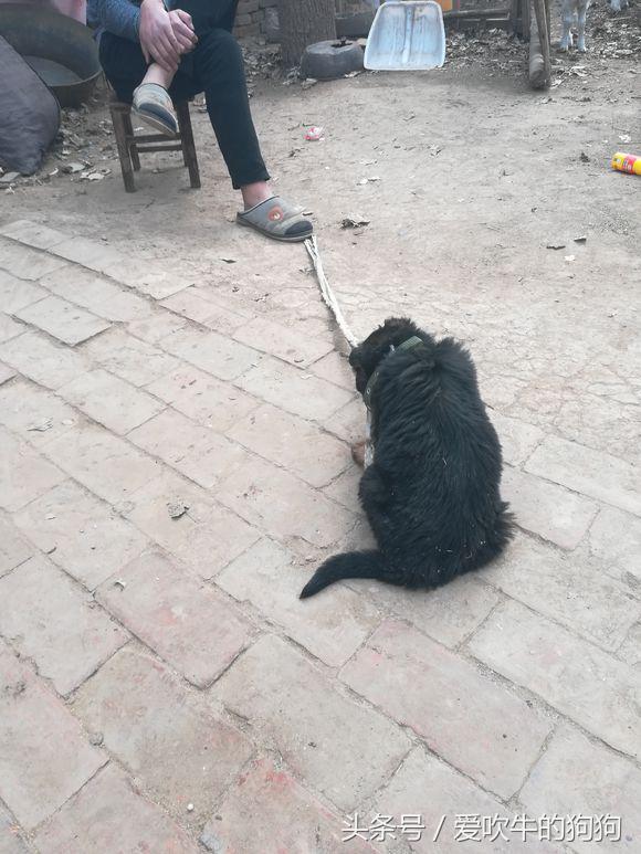 德牧犬多少钱一只幼犬，德牧犬多少钱一只幼犬托运宠物费用（1500才接回来四天的小德牧,有人说是锤系,大家帮我看看纯不纯）