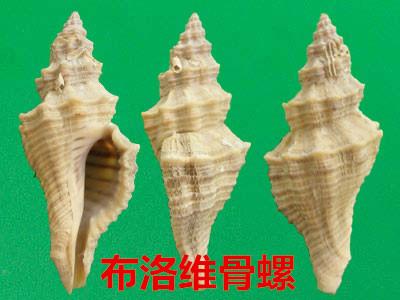 海螺种类，食用海螺种类（各式各样的贝壳海螺你认识吗）