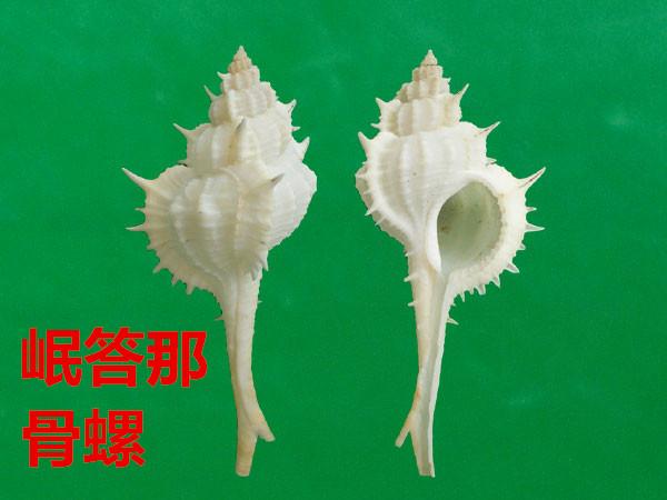 海螺种类，食用海螺种类（各式各样的贝壳海螺你认识吗）