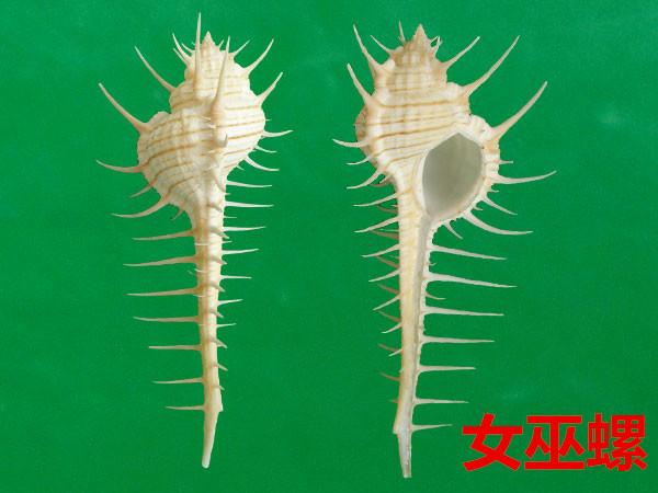 海螺种类，食用海螺种类（各式各样的贝壳海螺你认识吗）