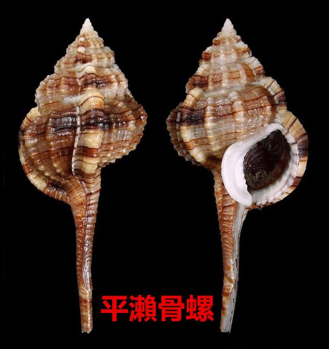 海螺种类，食用海螺种类（各式各样的贝壳海螺你认识吗）
