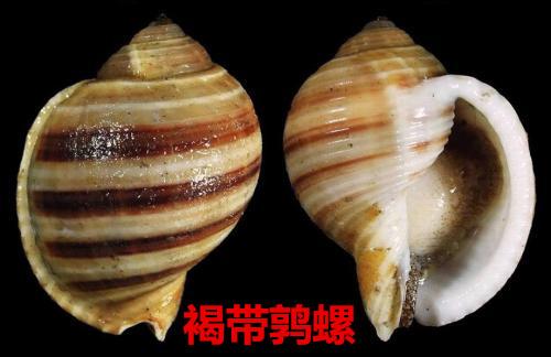 海螺种类，食用海螺种类（各式各样的贝壳海螺你认识吗）