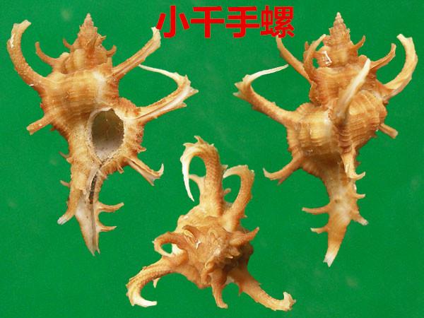 海螺种类，食用海螺种类（各式各样的贝壳海螺你认识吗）