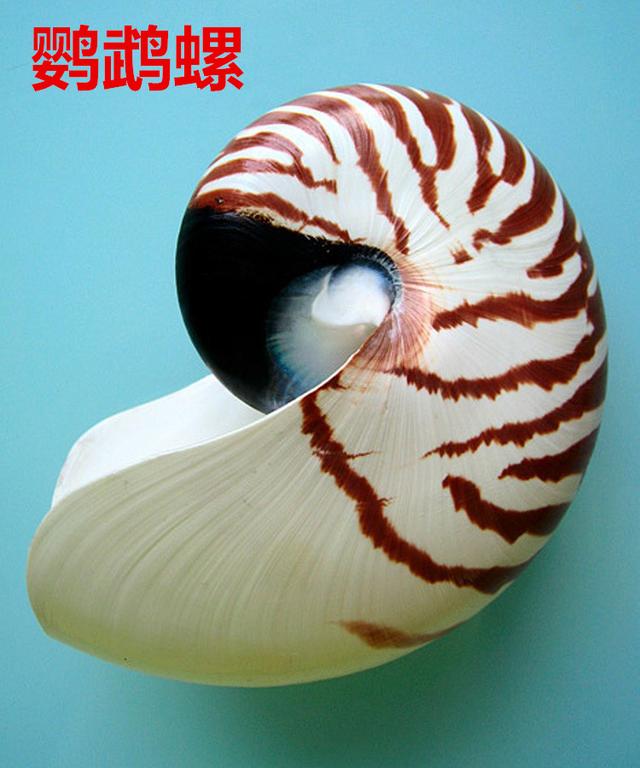 海螺种类，食用海螺种类（各式各样的贝壳海螺你认识吗）