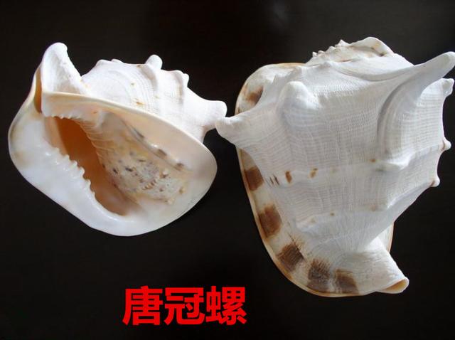 海螺种类，食用海螺种类（各式各样的贝壳海螺你认识吗）