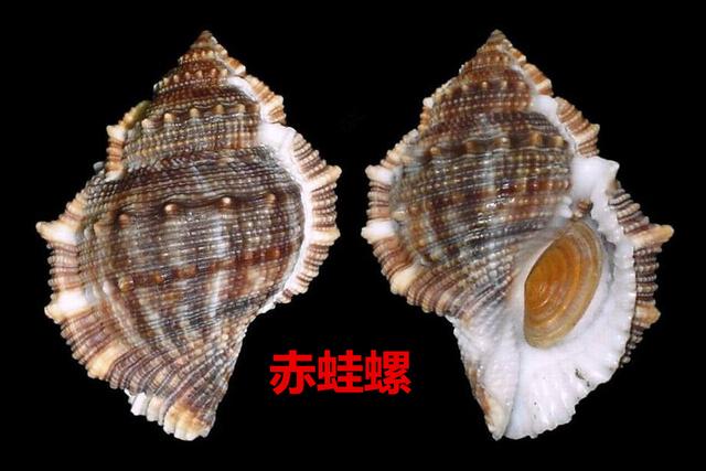 海螺种类，食用海螺种类（各式各样的贝壳海螺你认识吗）