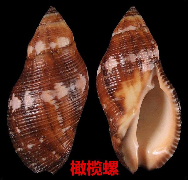 海螺种类，食用海螺种类（各式各样的贝壳海螺你认识吗）
