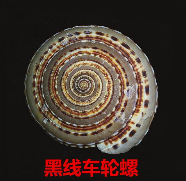 海螺种类，食用海螺种类（各式各样的贝壳海螺你认识吗）