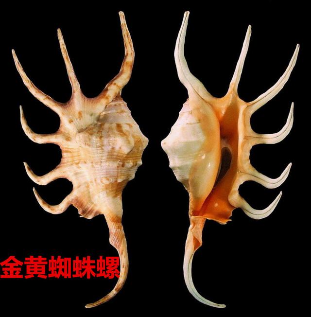 海螺种类，食用海螺种类（各式各样的贝壳海螺你认识吗）