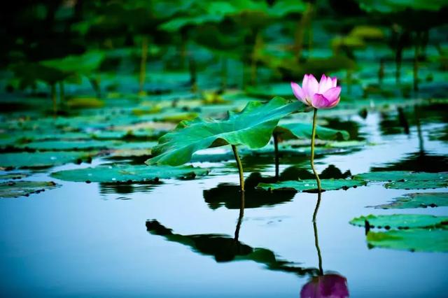 男主腹黑肉肉超多，男主腹黑的小说肉（三十篇绝美小古文：中文之美）