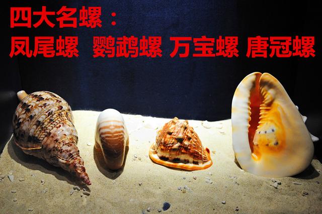 海螺种类，食用海螺种类（各式各样的贝壳海螺你认识吗）