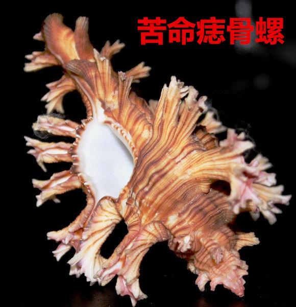 海螺种类，食用海螺种类（各式各样的贝壳海螺你认识吗）