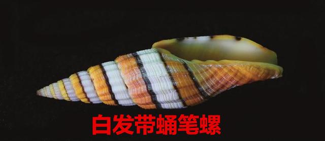 海螺种类，食用海螺种类（各式各样的贝壳海螺你认识吗）