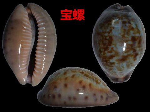 海螺种类,食用海螺种类(各式各样的贝壳海螺你认识吗)