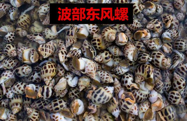海螺种类，食用海螺种类（各式各样的贝壳海螺你认识吗）