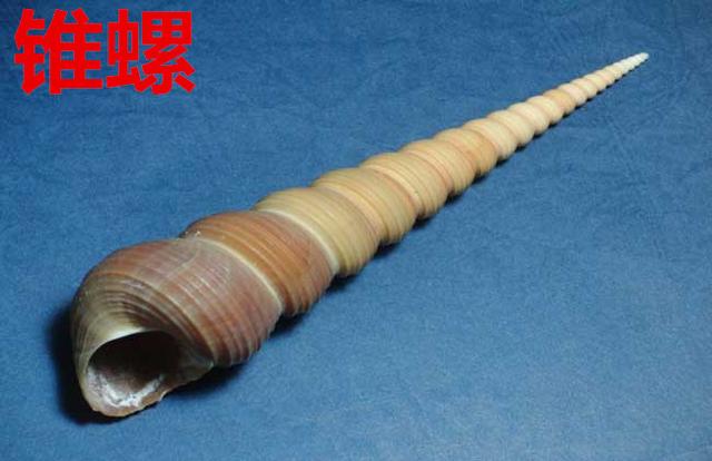 海螺种类，食用海螺种类（各式各样的贝壳海螺你认识吗）