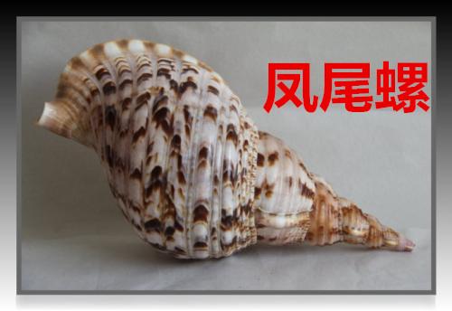 海螺种类，食用海螺种类（各式各样的贝壳海螺你认识吗）