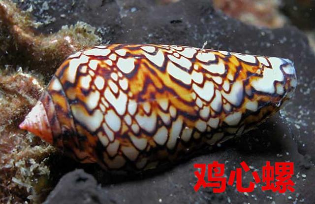 海螺种类，食用海螺种类（各式各样的贝壳海螺你认识吗）
