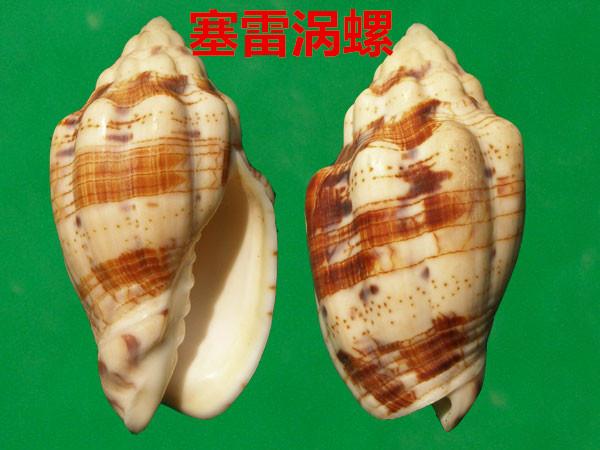 海螺种类，食用海螺种类（各式各样的贝壳海螺你认识吗）