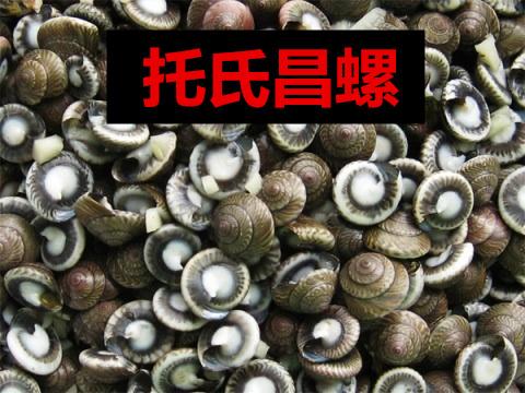 海螺种类，食用海螺种类（各式各样的贝壳海螺你认识吗）