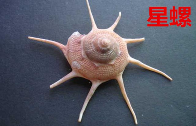 海螺种类，食用海螺种类（各式各样的贝壳海螺你认识吗）