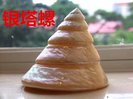 海螺种类，食用海螺种类（各式各样的贝壳海螺你认识吗）