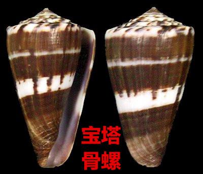 海螺种类，食用海螺种类（各式各样的贝壳海螺你认识吗）