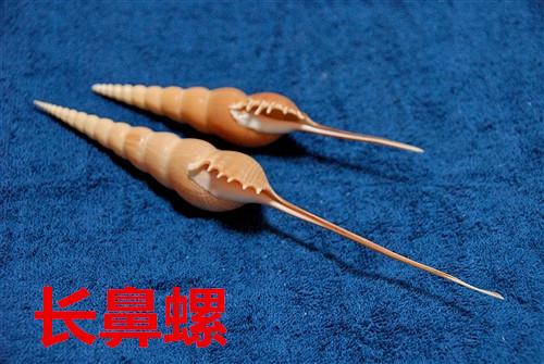 海螺种类，食用海螺种类（各式各样的贝壳海螺你认识吗）