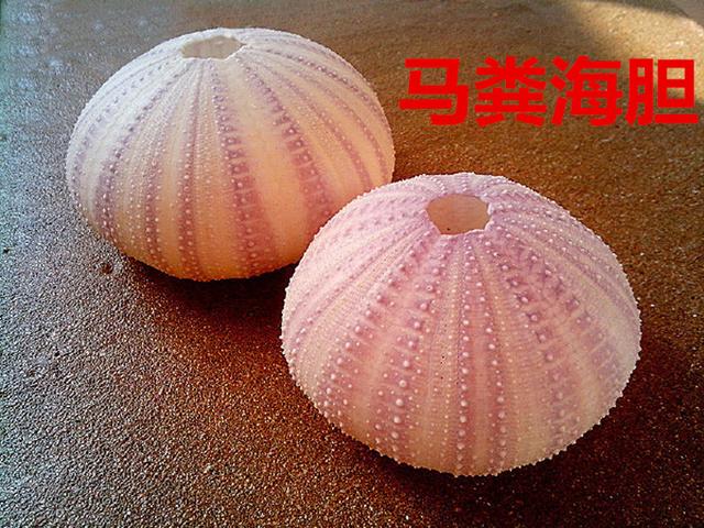 海螺种类，食用海螺种类（各式各样的贝壳海螺你认识吗）