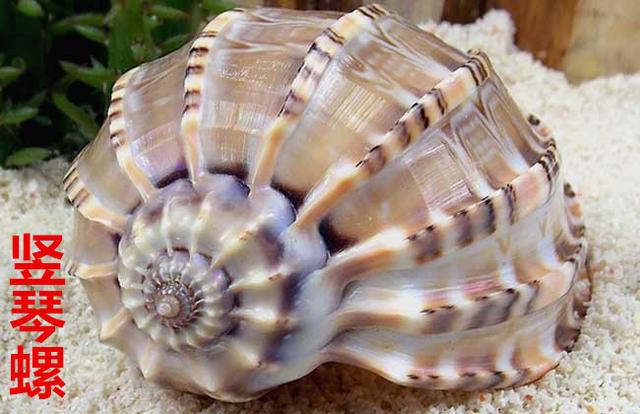 海螺种类，食用海螺种类（各式各样的贝壳海螺你认识吗）