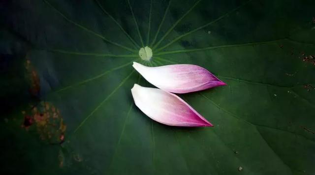 男主腹黑肉肉超多，男主腹黑的小说肉（三十篇绝美小古文：中文之美）