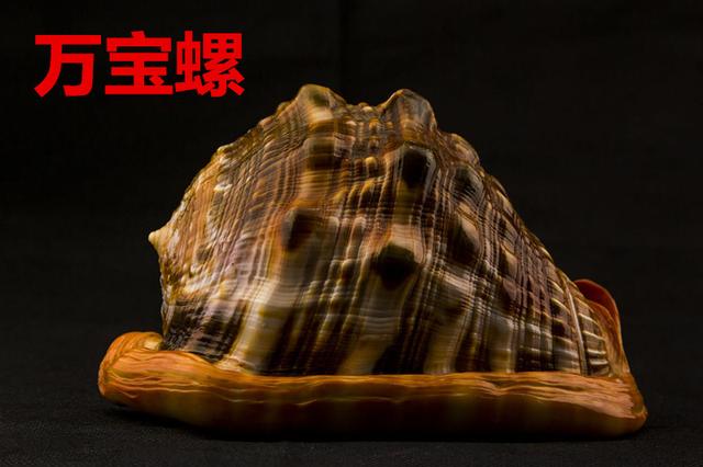 海螺种类，食用海螺种类（各式各样的贝壳海螺你认识吗）