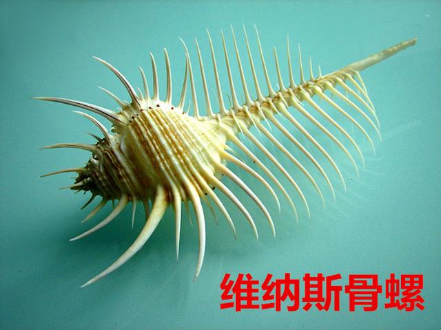 海螺种类，食用海螺种类（各式各样的贝壳海螺你认识吗）