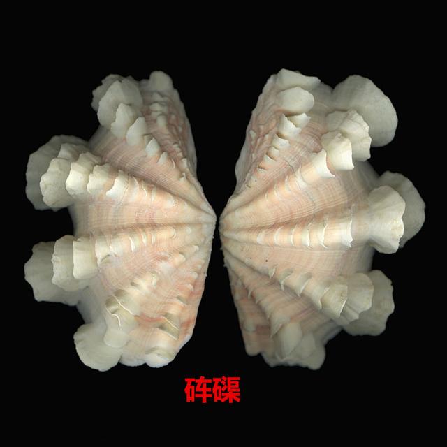 海螺种类，食用海螺种类（各式各样的贝壳海螺你认识吗）