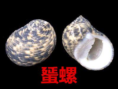 海螺种类，食用海螺种类（各式各样的贝壳海螺你认识吗）