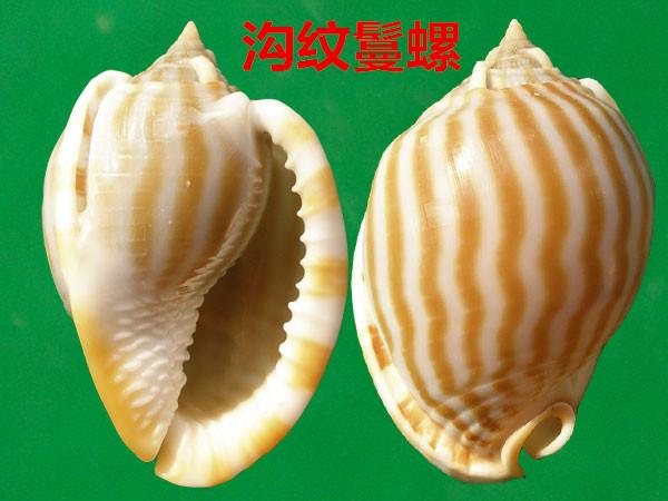 海螺种类，食用海螺种类（各式各样的贝壳海螺你认识吗）