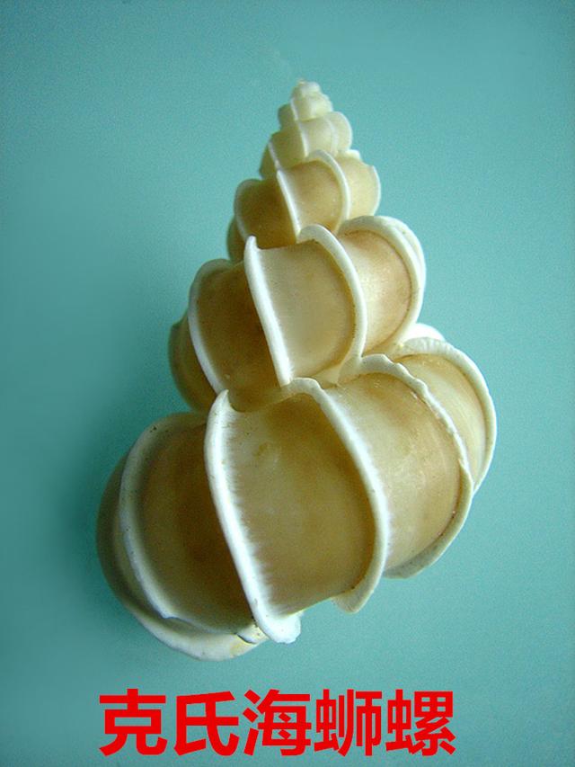 海螺种类，食用海螺种类（各式各样的贝壳海螺你认识吗）