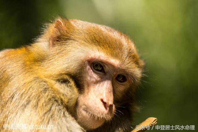 蛇与猴的婚姻是否相配，属蛇与属猴的婚配如何（生肖配对：属蛇与鼠猴合不合）