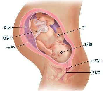 38周腹围正常值是多少，孕38周胎儿腹围标准（孕38周 营养小知识）
