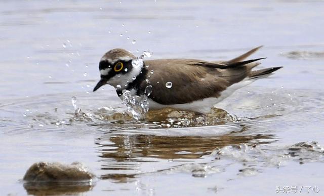 鸻的特点，α7r2特点（关于金眶鸻的知识）