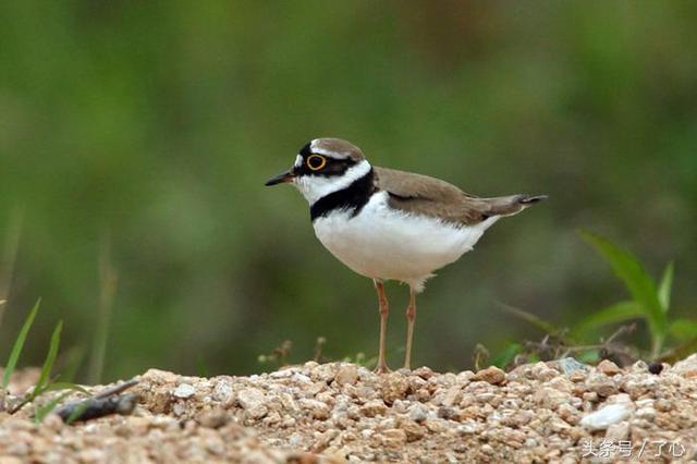 鸻的特点，α7r2特点（关于金眶鸻的知识）