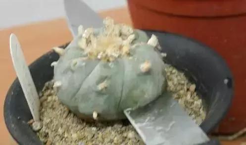 仙人掌的嫁接方法，仙人掌的嫁接教案（4步教你仙人掌嫁接）