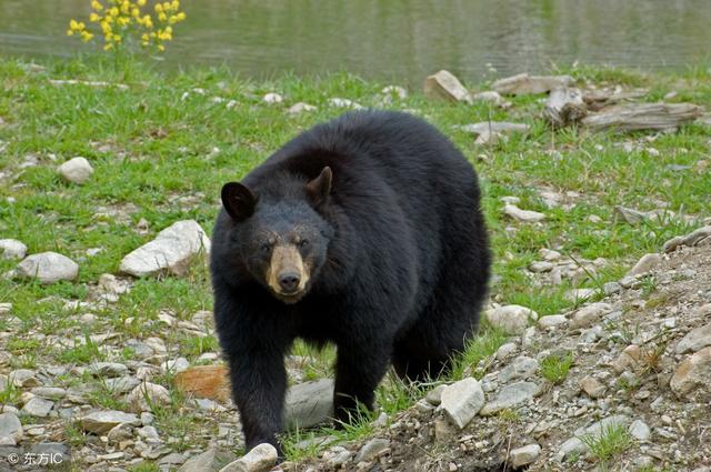 梦见黑熊是什么预兆，梦见大黑熊是什么预兆（解梦者之--动物篇）