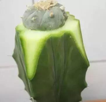 仙人掌的嫁接方法，仙人掌的嫁接教案（4步教你仙人掌嫁接）