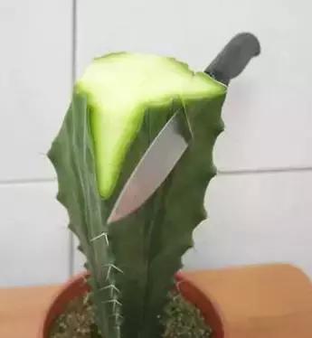 仙人掌的嫁接方法，仙人掌的嫁接教案（4步教你仙人掌嫁接）