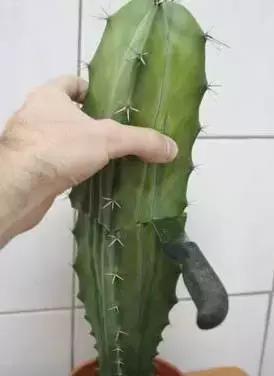 仙人掌的嫁接方法，仙人掌的嫁接教案（4步教你仙人掌嫁接）