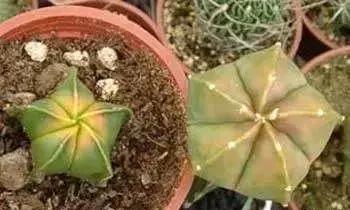 仙人掌的嫁接方法，仙人掌的嫁接教案（4步教你仙人掌嫁接）